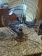 Voici Un Ventilateur De Table Oscillant General Electric Vintage